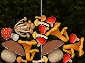 Merge Mushroom Online Game